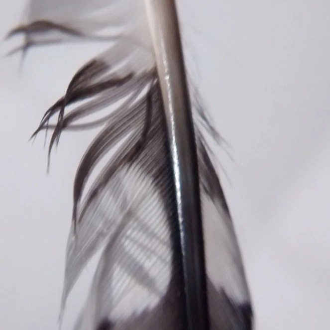 Logo: little feather