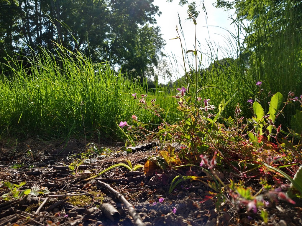 photo on the ground of dandelions and grass in the sun.